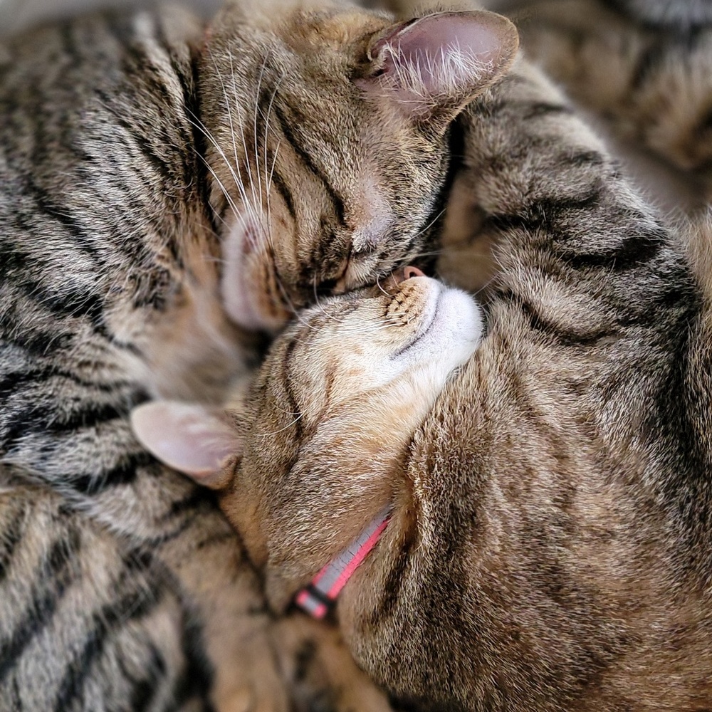 Meet your Posher, Noelle